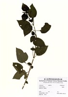 藏品(馬纓丹)的圖片